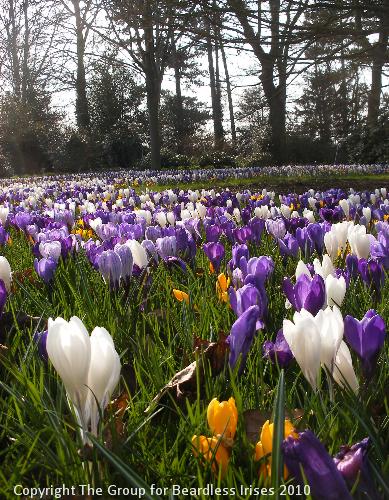 Crocus 3